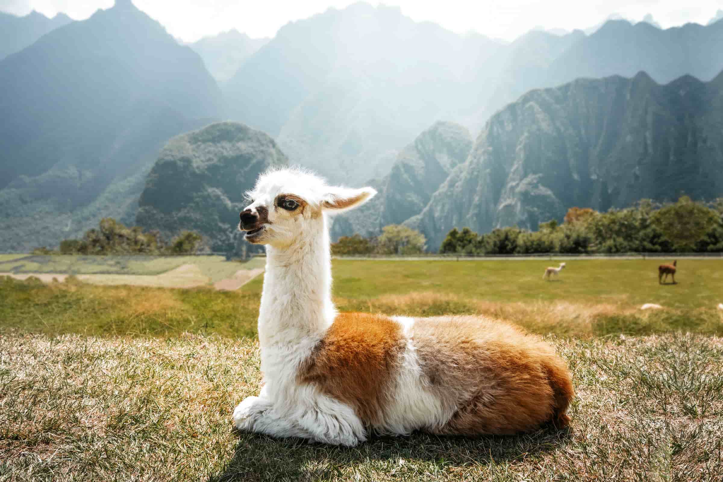 Machu Picchu Tour 1 Dia En Tren