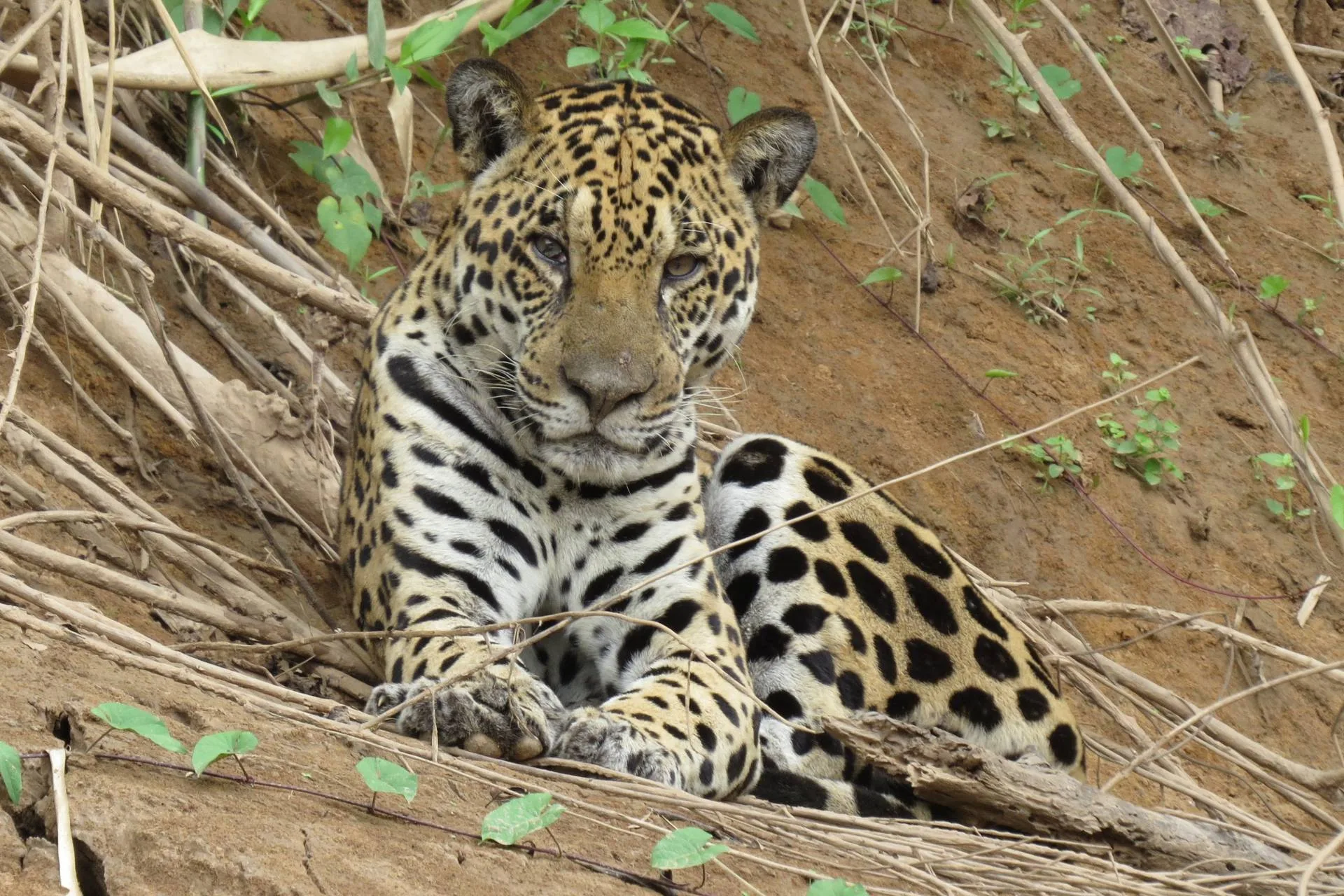 Búsqueda de jaguares en Tambopata