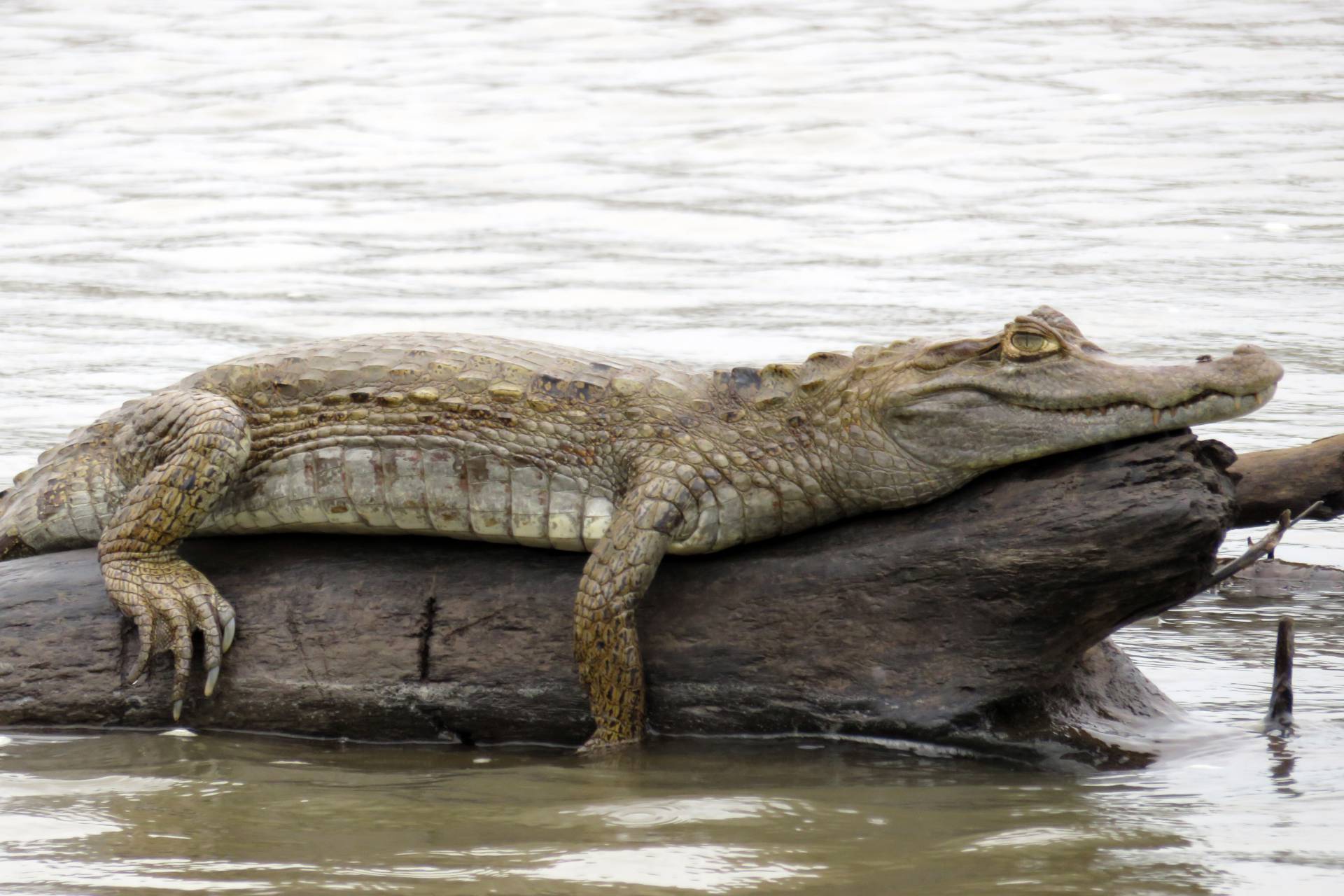 Tambopata Caiman Search