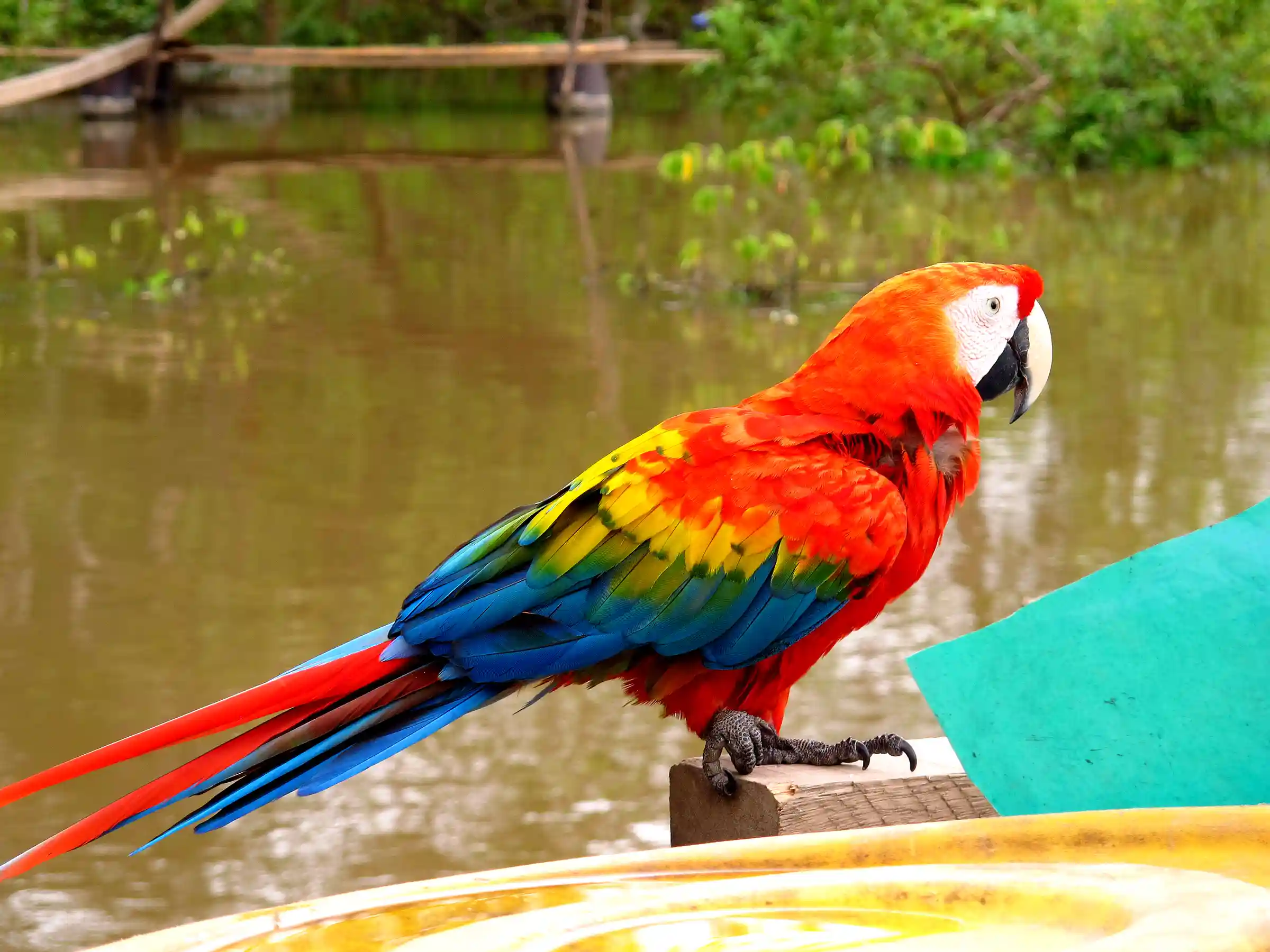 Birds in Peru Amazon Rainforest Check list