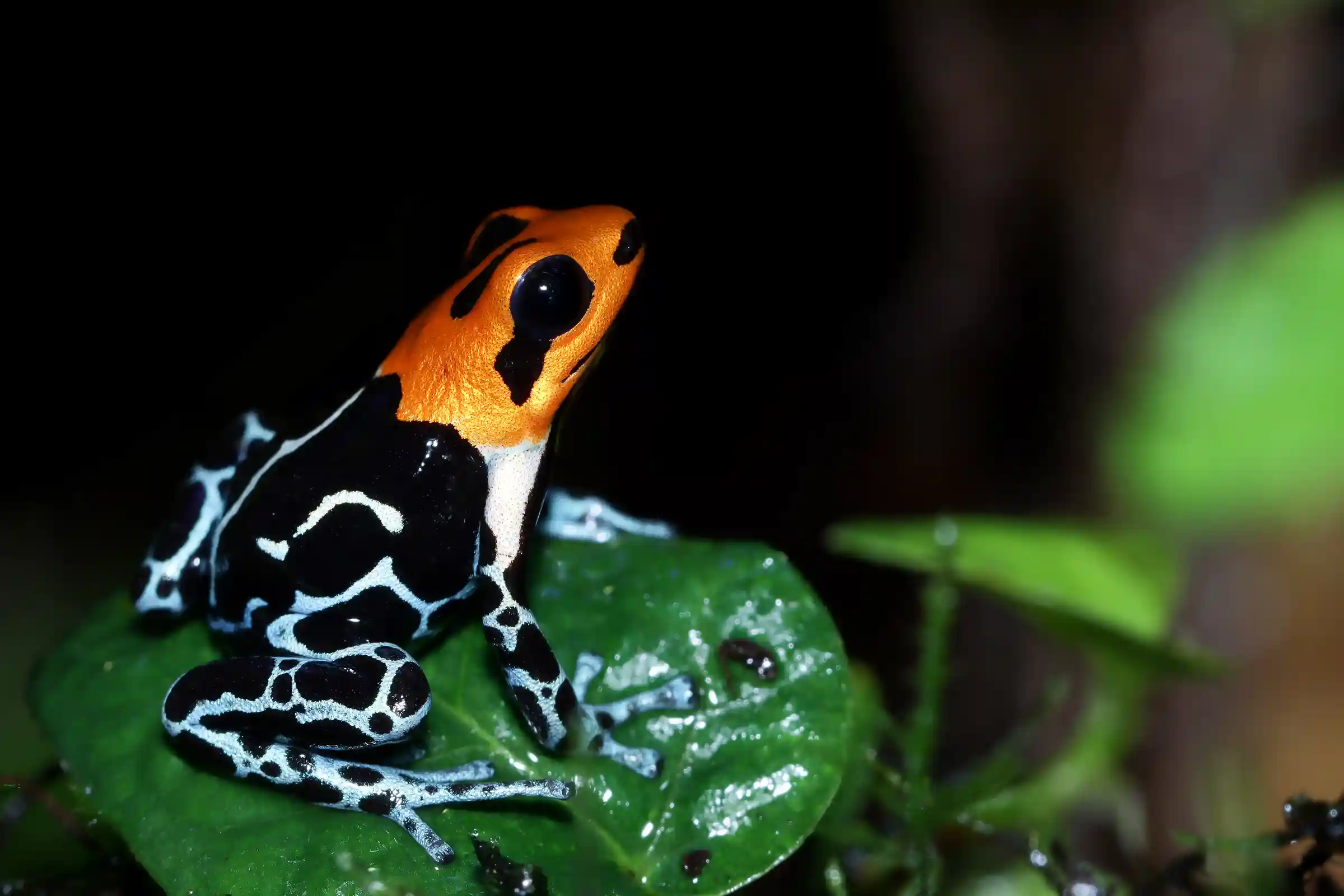 Why Visit Manu National Park?