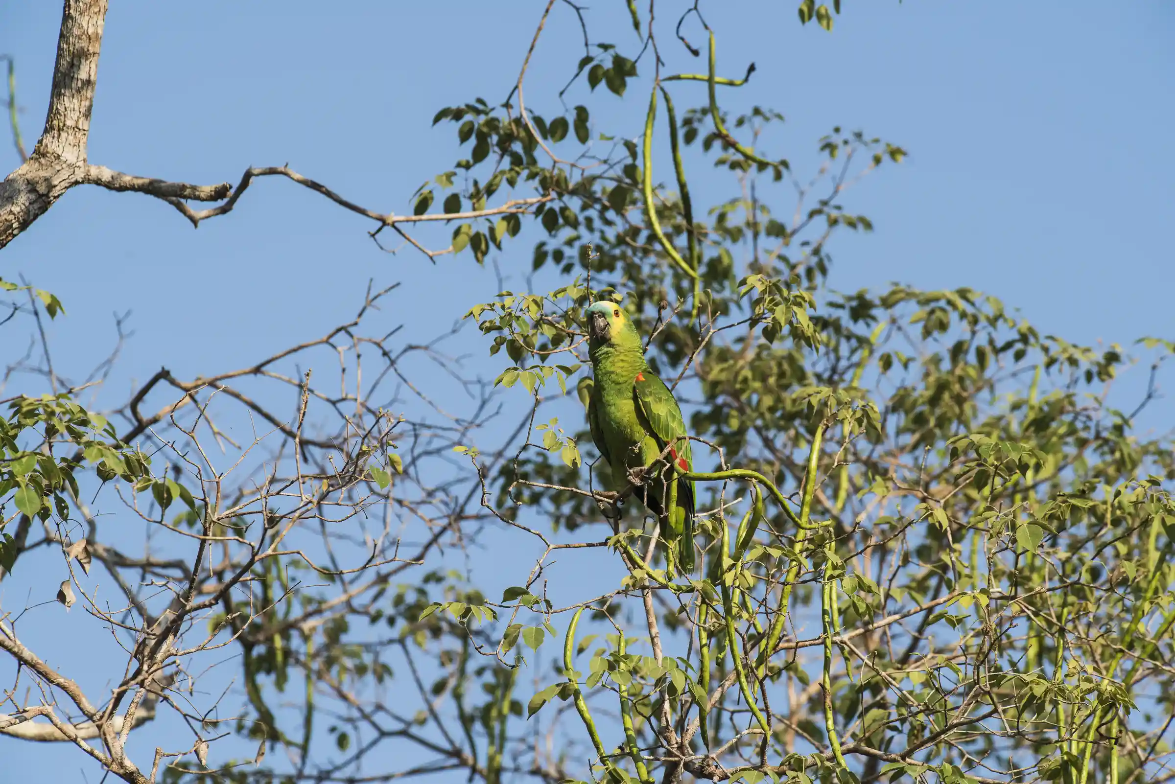 History of Manu National Park